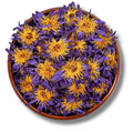 Pre-Pack Blue Lotus Flower