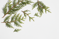 cedar herb loose white background