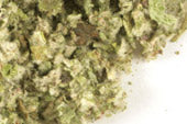 Pre-Pack Coltsfoot Herb