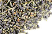 Pre-Pack Lavender Flower