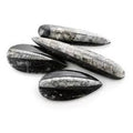 Orthoceras stone Tumbled