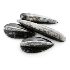 Orthoceras stone Tumbled